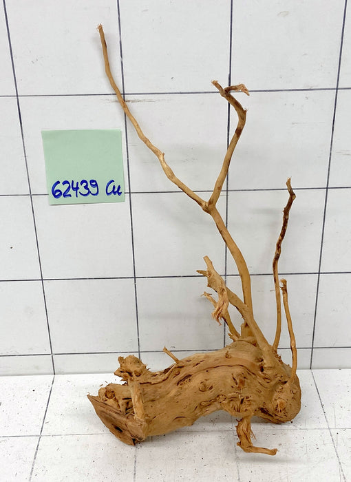 62439Cu - Curlwood Wurzel Holz