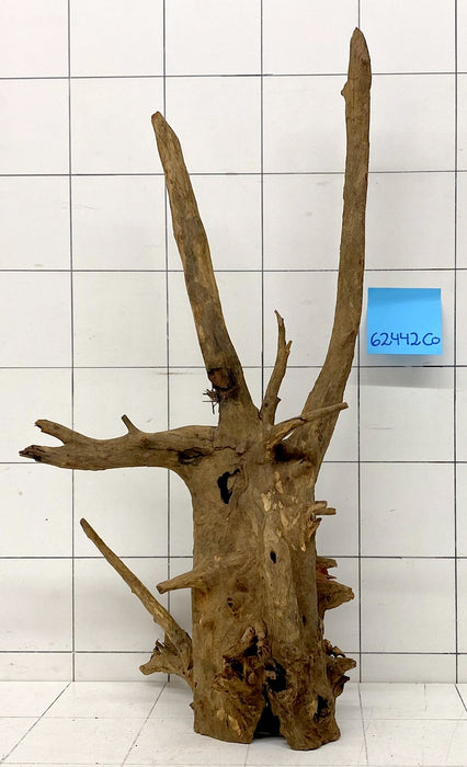 62442CO - Corbo Wurzel Holz XL