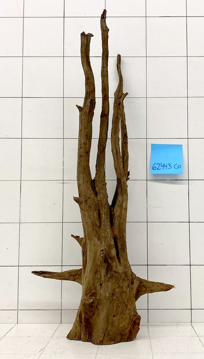 62443CO - Corbo Wurzel Holz XL
