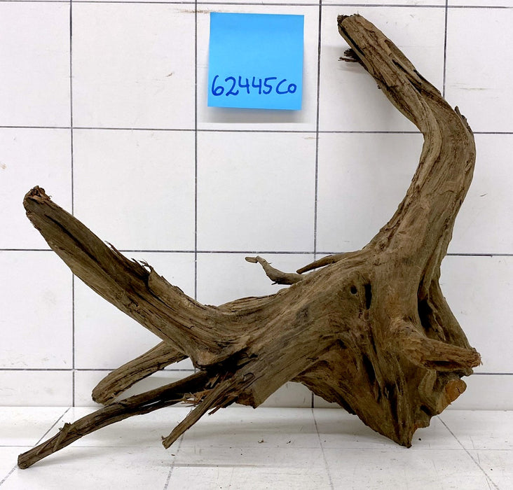 62445CO - Corbo Wurzel Holz