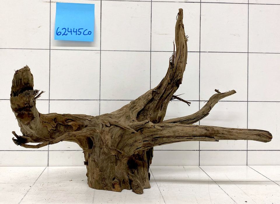 62445CO - Corbo Wurzel Holz