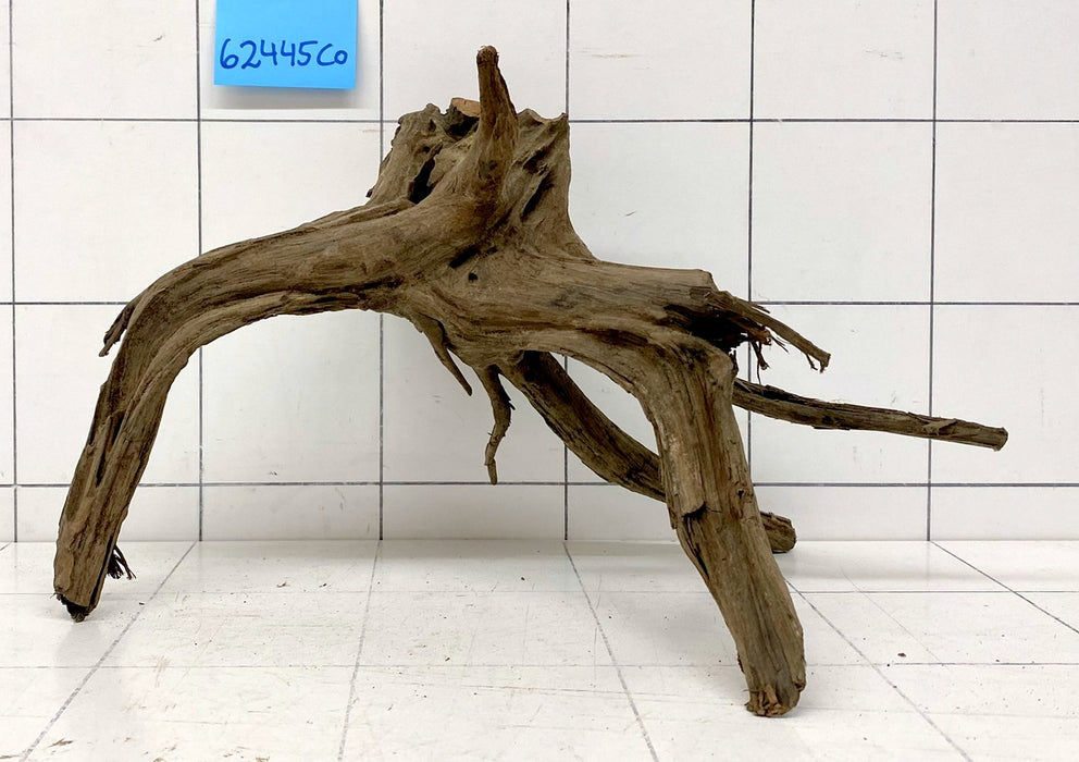 62445CO - Corbo Wurzel Holz