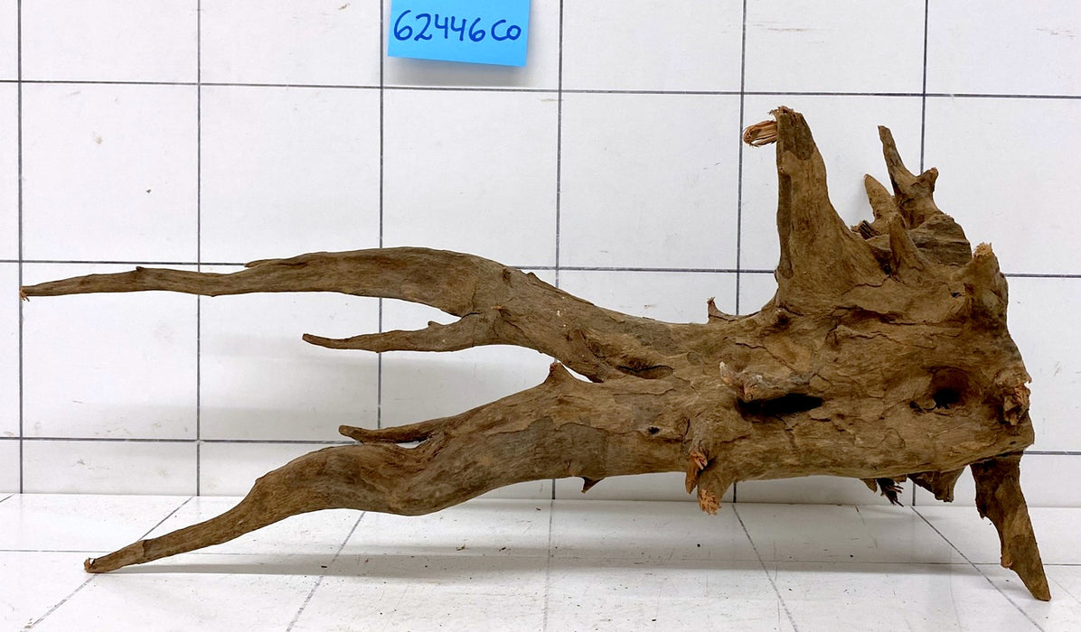 62446CO - Corbo Wurzel Holz