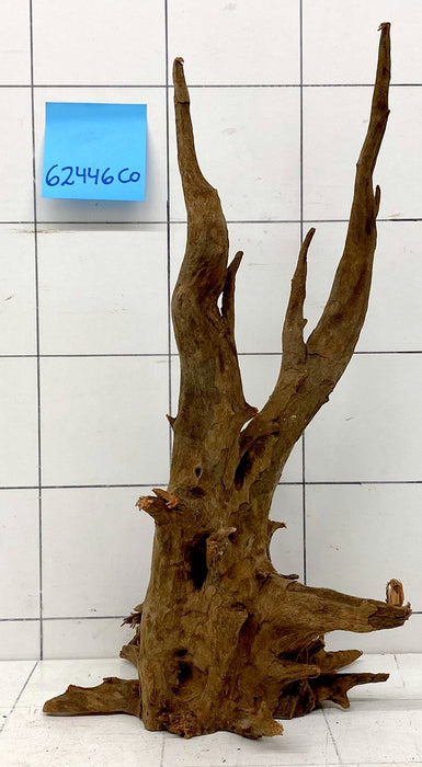 62446CO - Corbo Wurzel Holz