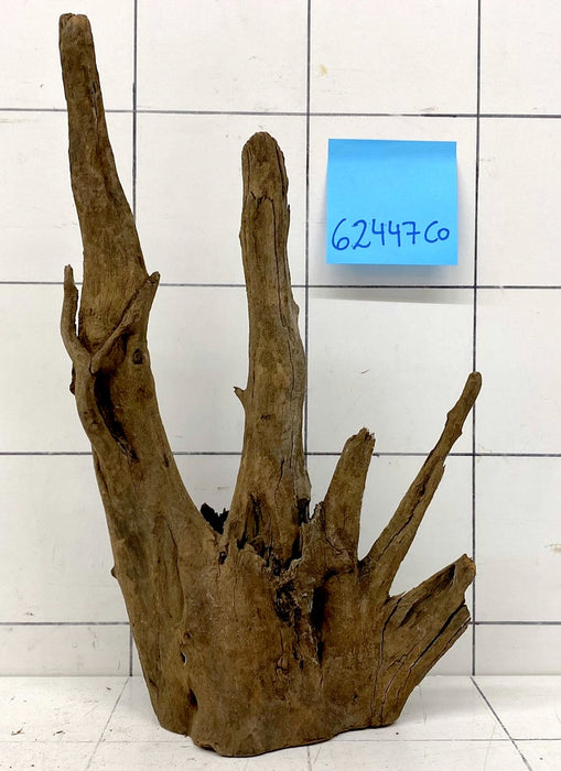 62447CO - Corbo Wurzel Holz