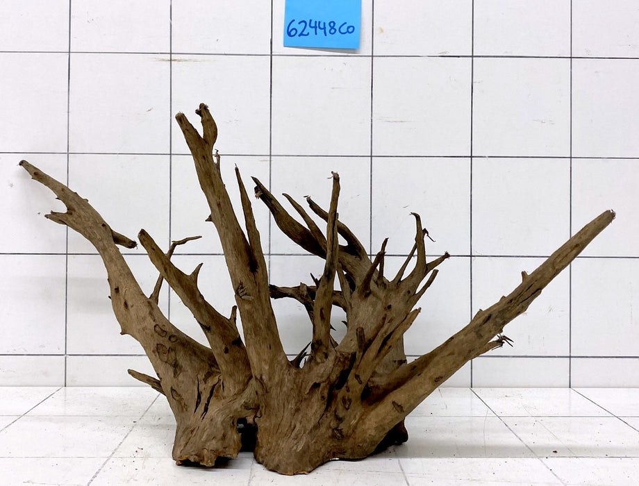 62448CO - Corbo Wurzel Holz