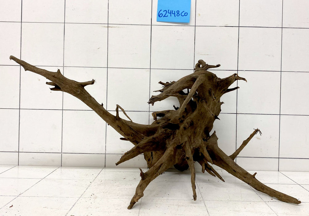 62448CO - Corbo Wurzel Holz