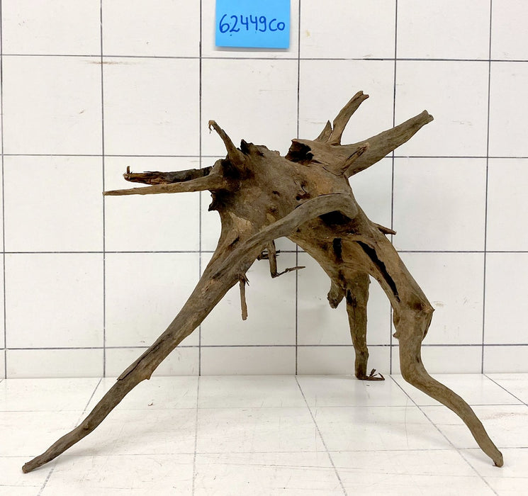 62449CO - Corbo Wurzel Holz