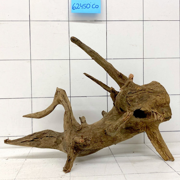 62450CO - Corbo Wurzel Holz