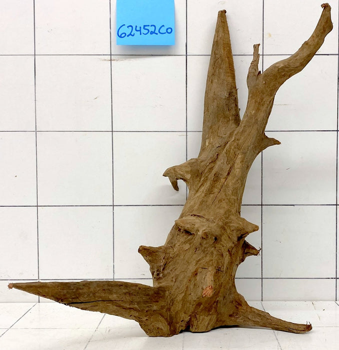 62452CO - Corbo Wurzel Holz