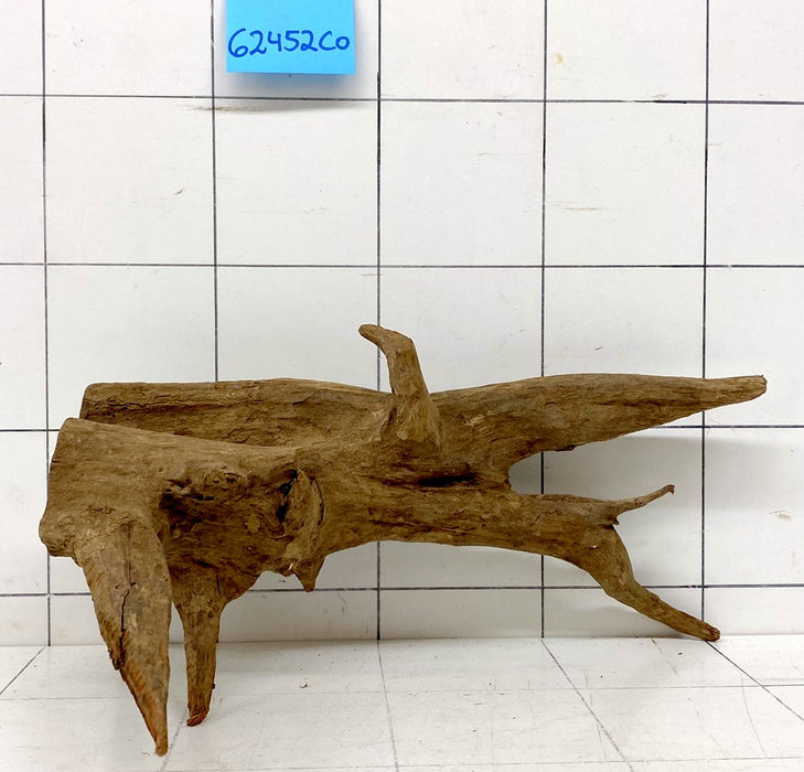 62452CO - Corbo Wurzel Holz