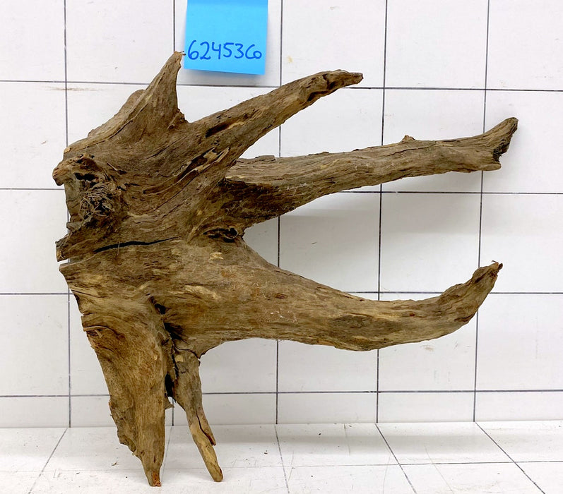 62453CO - Corbo Wurzel Holz