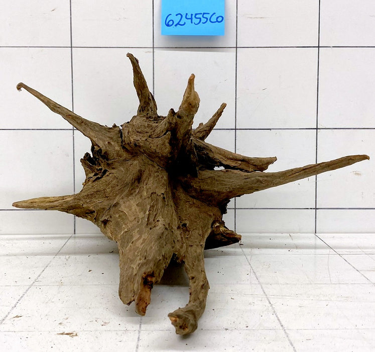 62455CO - Corbo Wurzel Holz