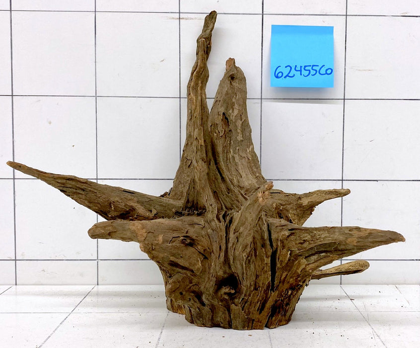 62455CO - Corbo Wurzel Holz
