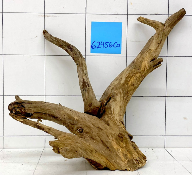 62456CO - Corbo Wurzel Holz