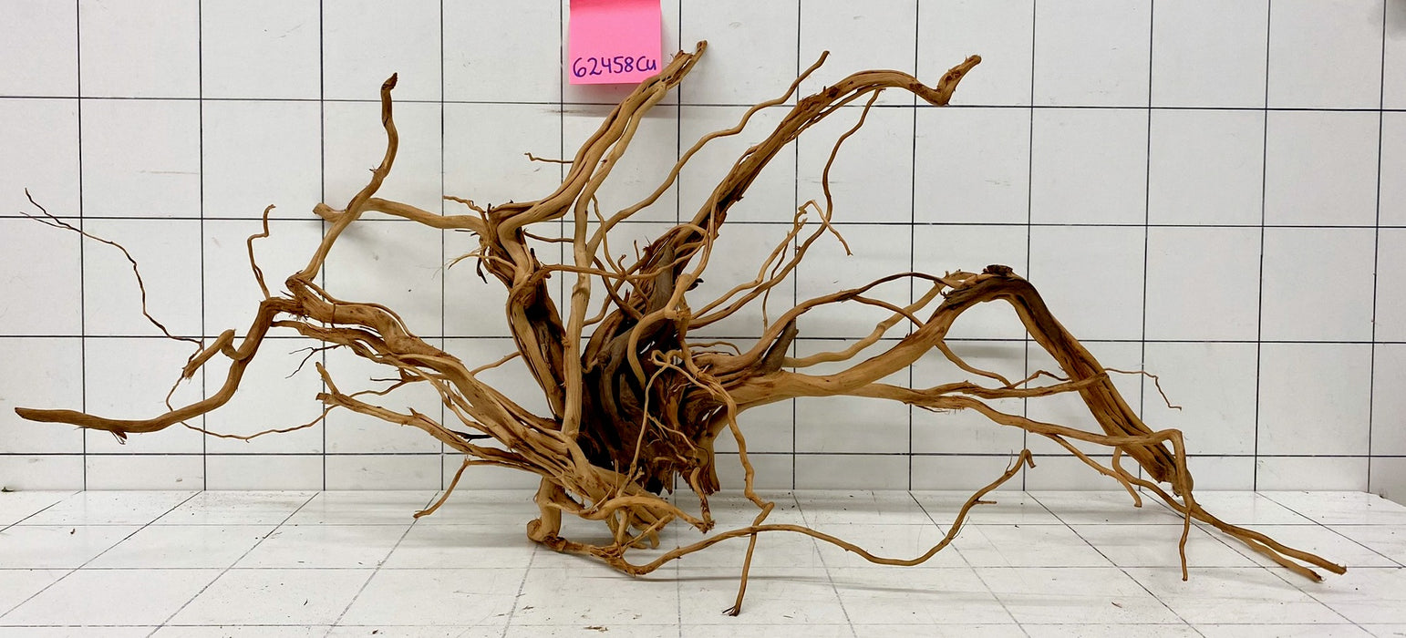 62458Cu - Curlwood Wurzel Holz