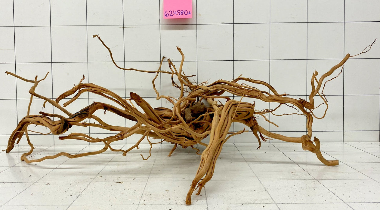 62458Cu - Curlwood Wurzel Holz
