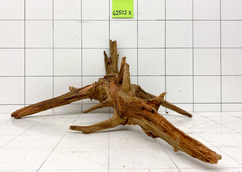 62502X - XINGU Wood Wurzelholz mit geschnittener Grundfläche