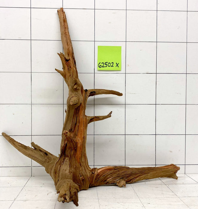 62502X - XINGU Wood Wurzelholz mit geschnittener Grundfläche