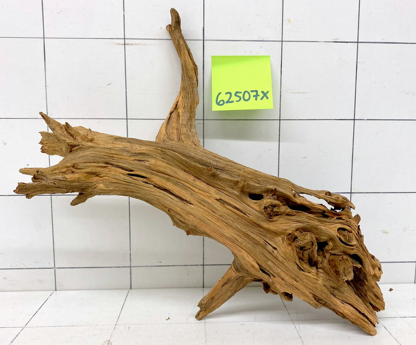 62507X - XINGU Wood Wurzelholz
