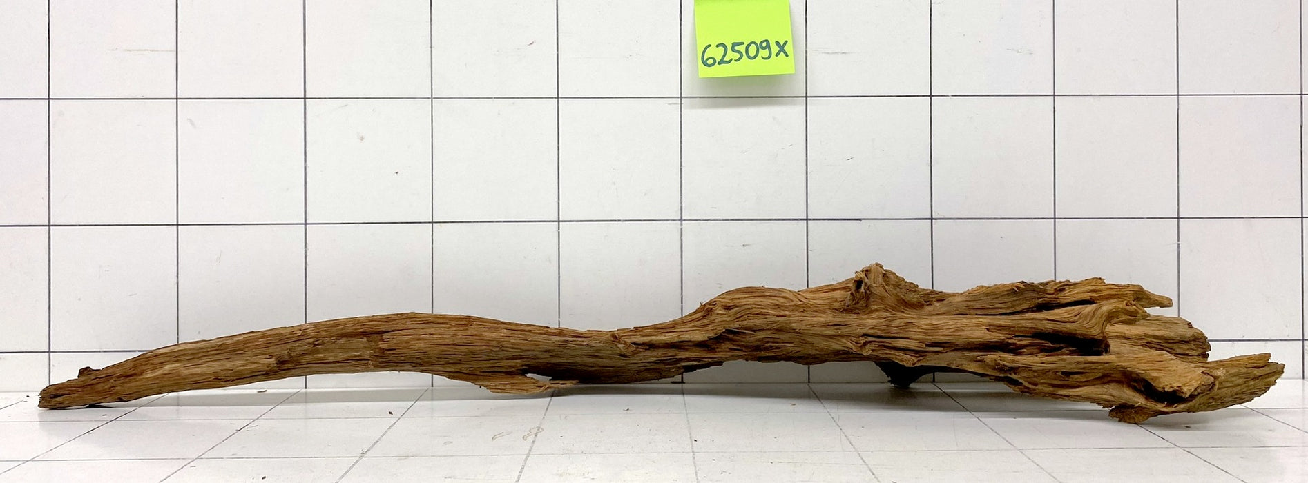 62509X - XINGU Wood Wurzelholz