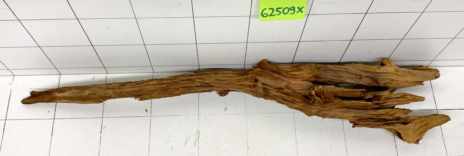 62509X - XINGU Wood Wurzelholz
