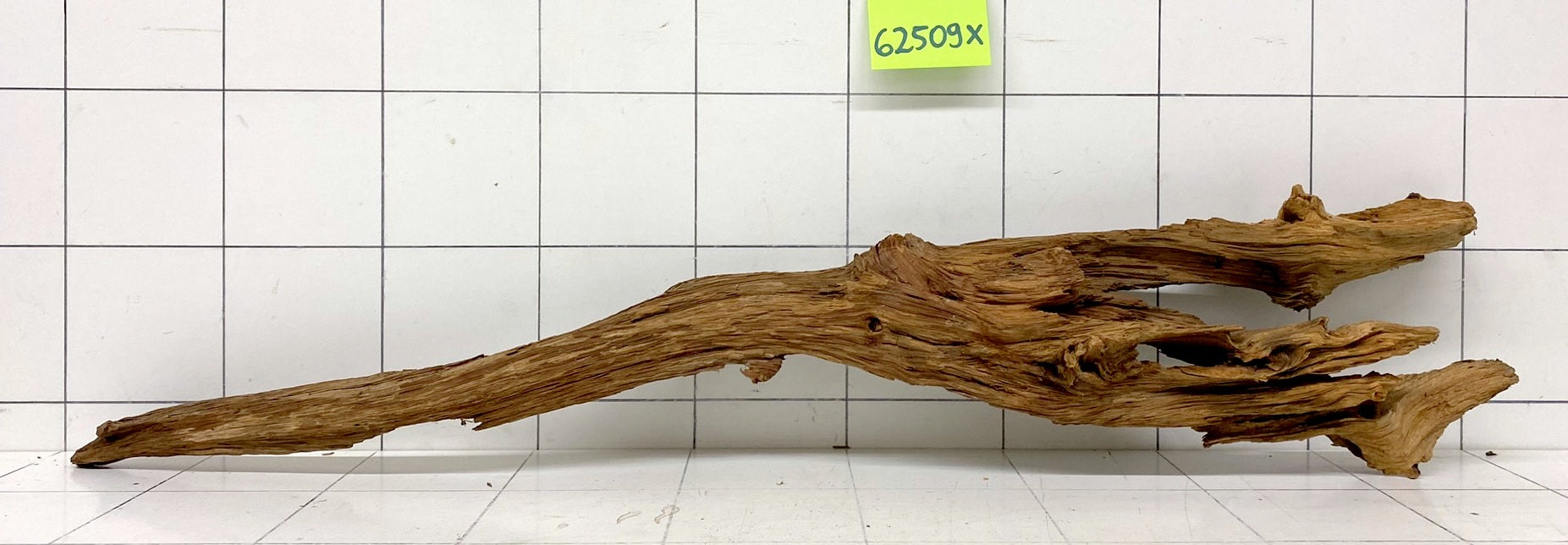 62509X - XINGU Wood Wurzelholz