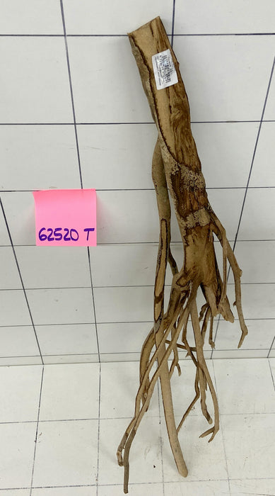 62520T Talawa Wurzel Holz