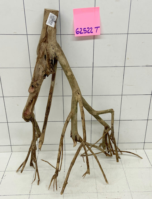 62522T Talawa Wurzel Holz