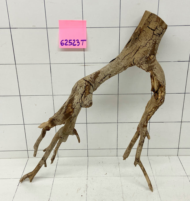 62523T Talawa Wurzel Holz