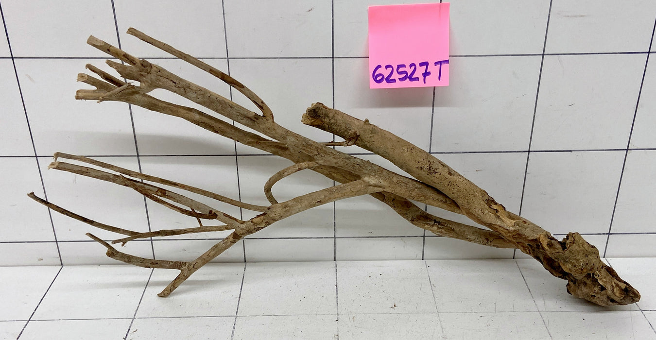 62527T Talawa Wurzel Holz