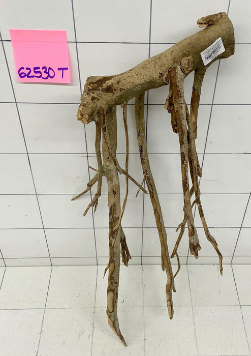 62530T Talawa Wurzel Holz