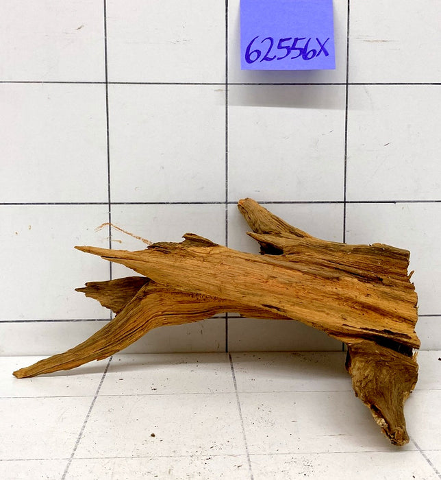62556X - XINGU Wood Wurzelholz mit geschnittener Grundfläche