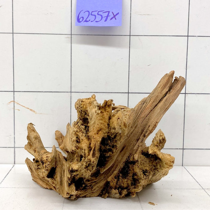 62557X - XINGU Wood Wurzelholz mit geschnittener Grundfläche