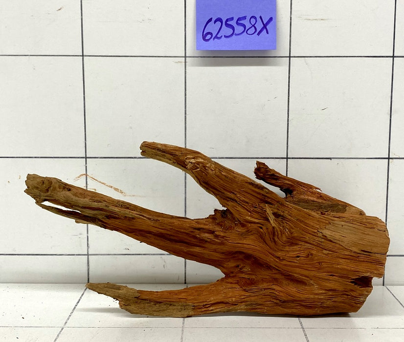 62558X - XINGU Wood Wurzelholz mit geschnittener Grundfläche