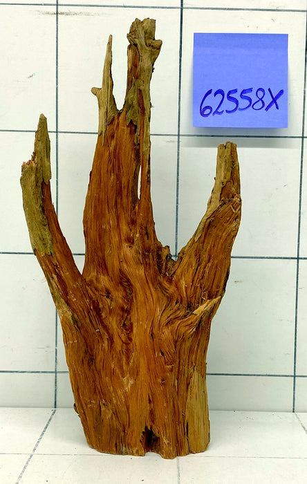 62558X - XINGU Wood Wurzelholz mit geschnittener Grundfläche