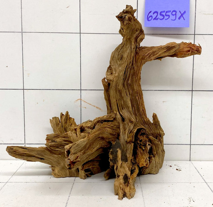 62559X - XINGU Wood Wurzelholz mit geschnittener Grundfläche