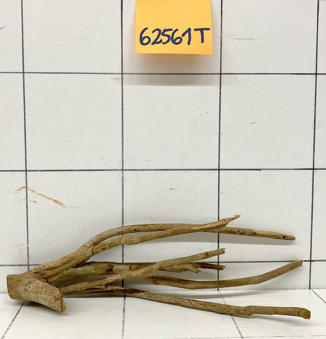 62561T Talawa Wurzel Holz