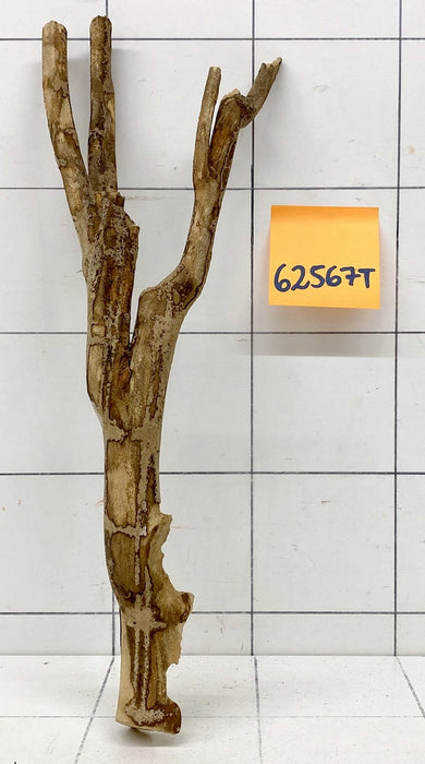 62567T Talawa Wurzel Holz