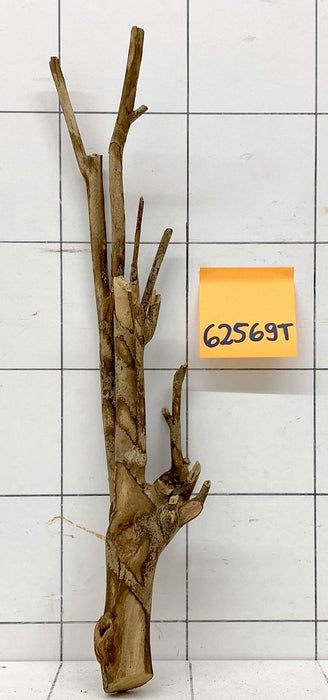 62569T Talawa Wurzel Holz