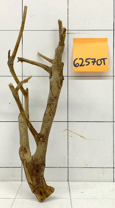 62570T Talawa Wurzel Holz
