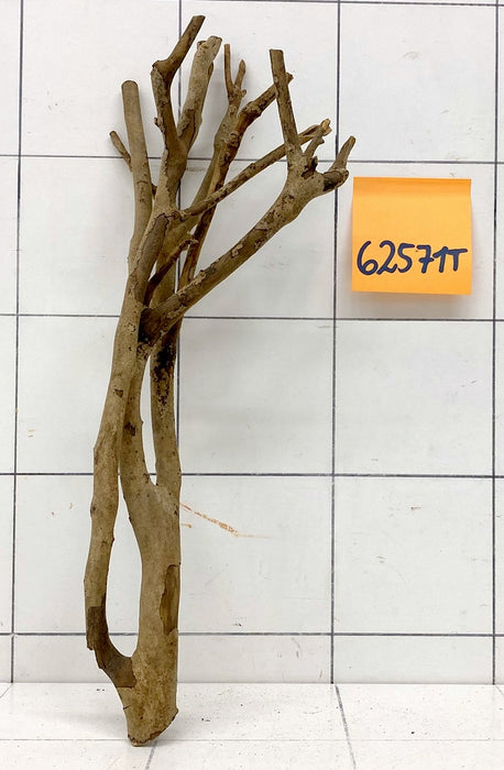 62571T Talawa Wurzel Holz