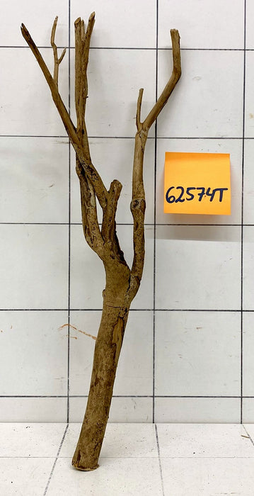 62574T Talawa Wurzel Holz