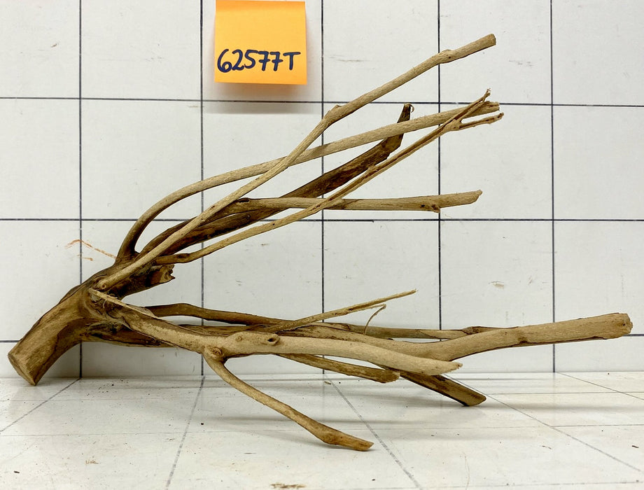 62577T Talawa Wurzel Holz