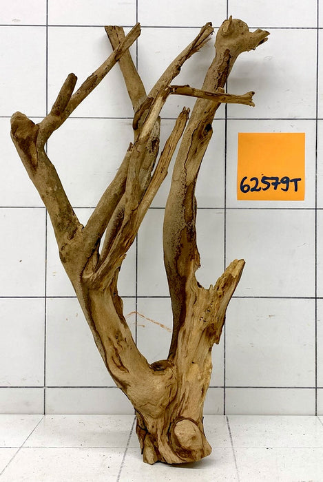 62579T Talawa Wurzel Holz