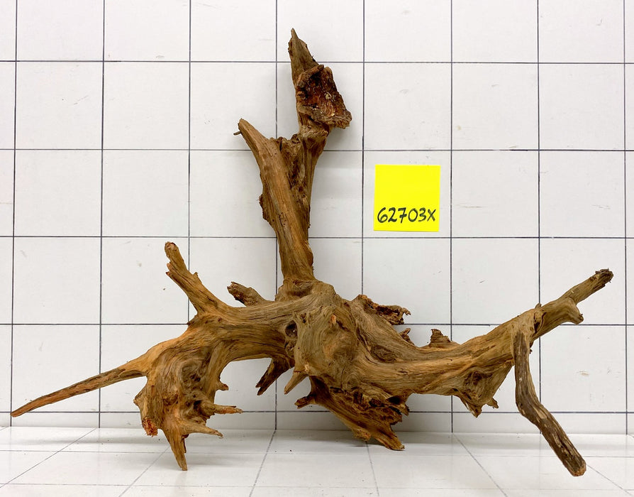 62703X - XINGU Wood Wurzelholz mit geschnittener Grundfläche