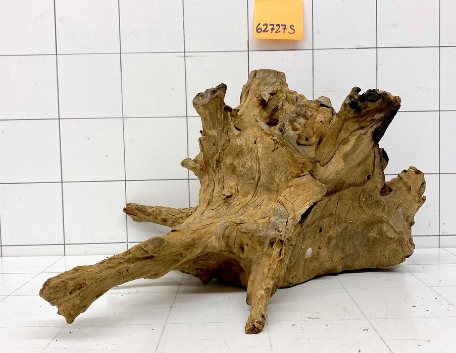 62727S Samoa Wurzel Holz