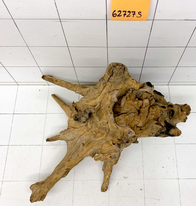 62727S Samoa Wurzel Holz