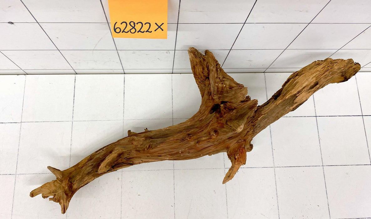 62822X - XINGU Wood Wurzelholz