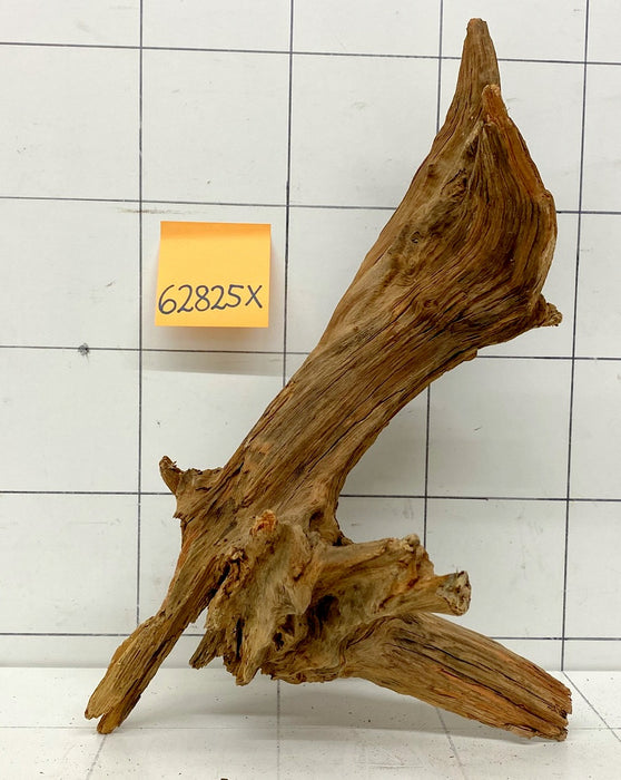 62825X - XINGU Wood Wurzelholz